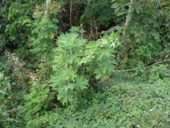 (c) Alexis López Hernández, some rights reserved (CC BY) Montanoa hibiscifolia, photograph (c) Alexis López Hernández, some rights reserved (CC BY)