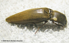 Pyrophorus noctilucus