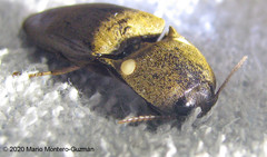 Pyrophorus noctilucus