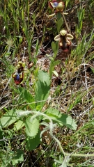 Ophrys speculum