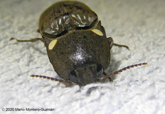 Pyrophorus noctilucus