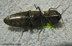 Pyrophorus noctilucus