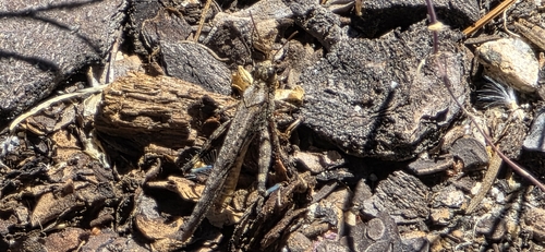 iNaturalist observation photo of Fontana Grasshopper