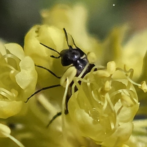 iNaturalist observation photo of Mordella hubbsi