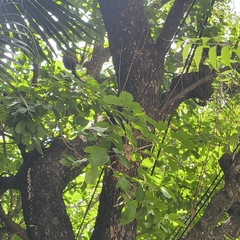 Sapindus emarginatus, photograph (c) Raja Sekhar Chimirala, some rights reserved (CC BY)