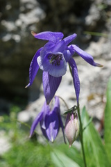 Aquilegia vulgaris