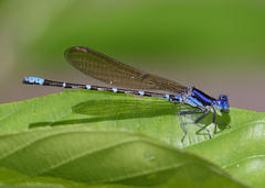 Argia sedula