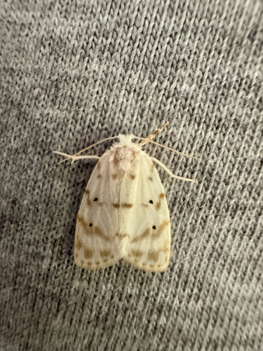 Schistophleps albida