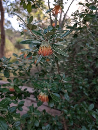 Diplolaena dampieri, photograph 6