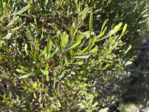 Dodonaea viscosa observed 2026-08-01