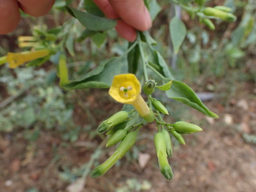 Nicotiana glauca observed 2026-07-30