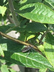 Rhaphigaster nebulosa