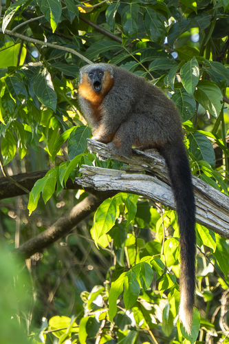 Groves' Titi