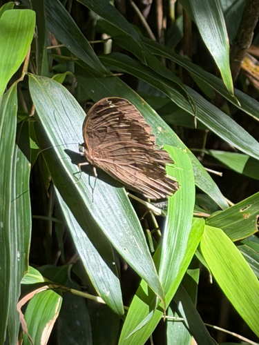 Faunis aerope
