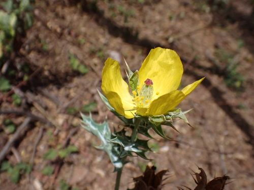 Argemone mexicana, 2026-07-30