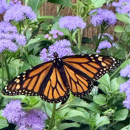 Monarch