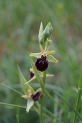 Ophrys sphegodes sphegodes