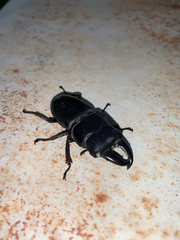 Serrognathus titanus platymelus