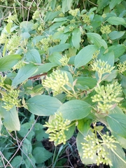 Cornus sanguinea