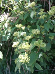 Cornus sanguinea