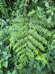 Diplazium laxifrons