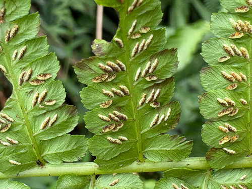 Diplazium laxifrons, photograph 3