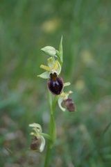 Ophrys sphegodes sphegodes