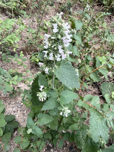 Catnip