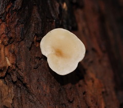 Clitopilus austroprunulus