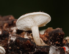 Clitopilus austroprunulus