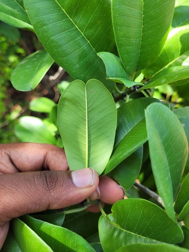 Manilkara hexandra, photograph 2