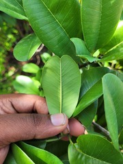 Manilkara hexandra, photograph (c) Pranav Chandra Bose, some rights reserved (CC BY)