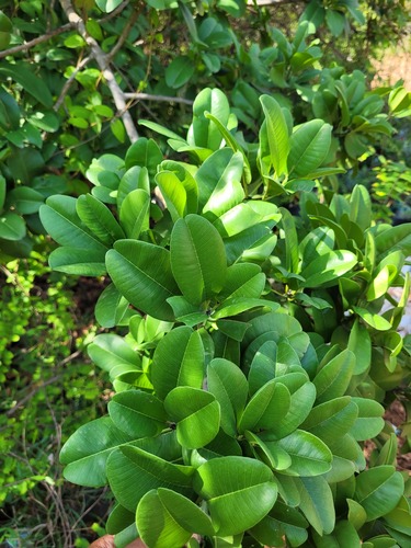 Manilkara hexandra, photograph 1