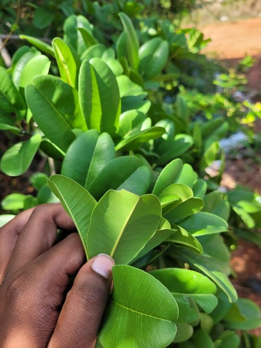 Manilkara hexandra, photograph 4