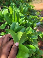 Manilkara hexandra, photograph (c) Pranav Chandra Bose, some rights reserved (CC BY)