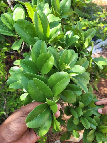Manilkara hexandra, photograph 5