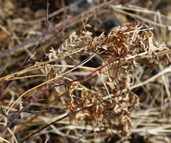 Pteridium latiusculum japonicum