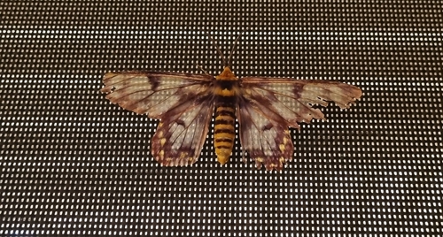 four o'clock moth