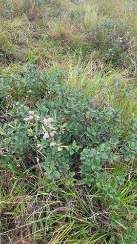 Strobilanthes kunthiana, photograph 5