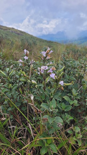 Strobilanthes kunthiana, photograph 4