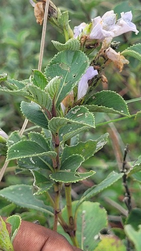Strobilanthes kunthiana, photograph 6