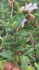 Strobilanthes kunthiana, photograph (c) Pranav Chandra Bose, some rights reserved (CC BY)