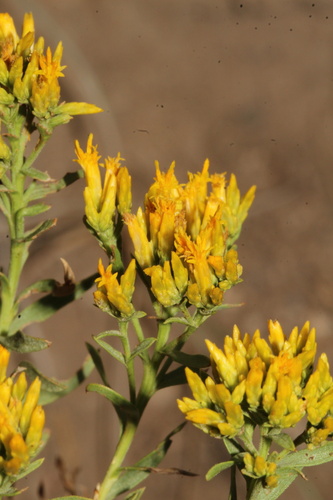 Yellow Rabbitbrush