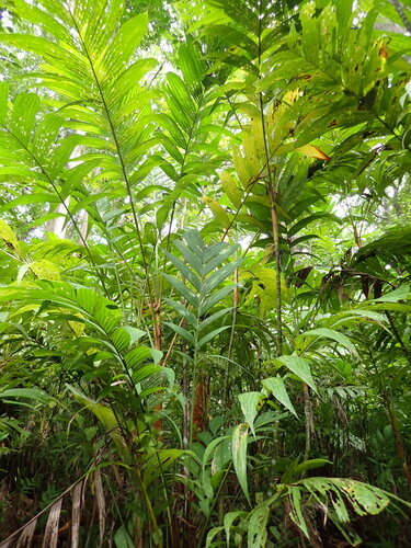 Pinanga coronata, photograph 2