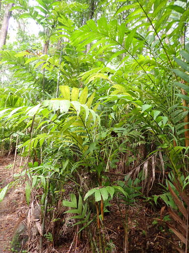 Pinanga coronata