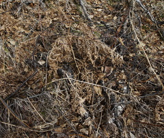 Pteridium latiusculum japonicum