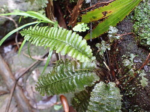 Cephalomanes atrovirens observed 2026-07-28