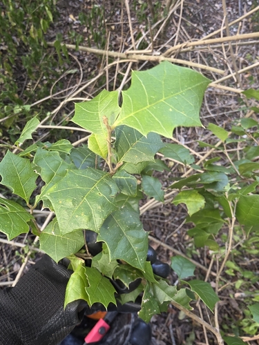 Native Holly