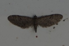 Eupithecia matheri