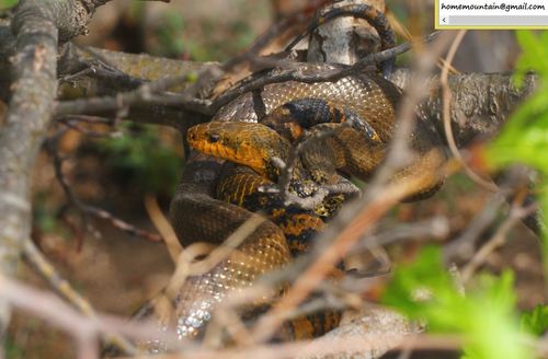 Photo of a Korean Ratsnake (Elaphe anomala)
